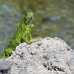 iguana_green_tf_gc_h_0114_cay1031.jpg
